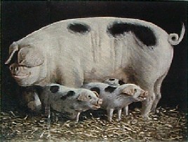 oil painting pigs